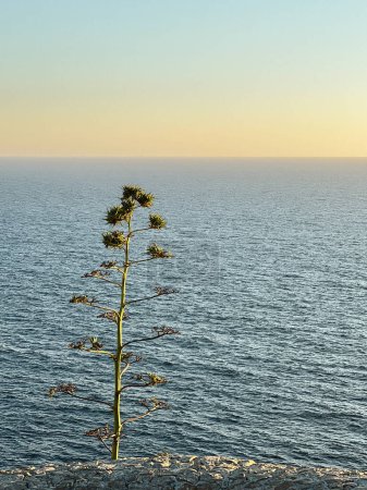 A vertical shot of a plant in the middle of the sea at sunset at Malta