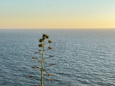 Eine vertikale Aufnahme einer Pflanze mitten im Meer bei Sonnenuntergang auf Malta