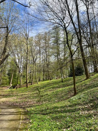 Téléchargez les photos : Paysage printanier avec herbe verte et arbres dans le parc sous le ciel bleu - en image libre de droit