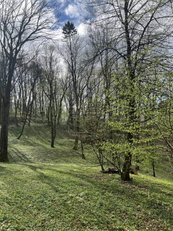 Paysage printanier avec herbe verte et arbres dans le parc sous le ciel bleu
