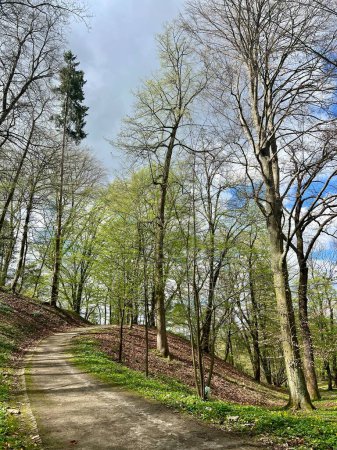 Paysage printanier avec herbe verte et arbres dans le parc sous le ciel bleu