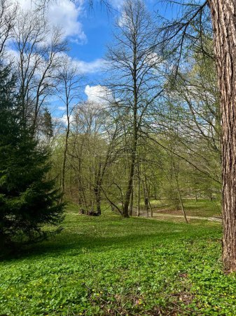 Téléchargez les photos : Paysage printanier avec herbe verte et arbres dans le parc sous le ciel bleu - en image libre de droit