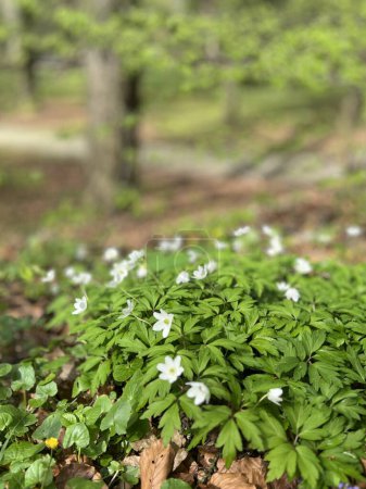 Anémona de madera (Anemone nemorosa) floreciendo en bosque de primavera