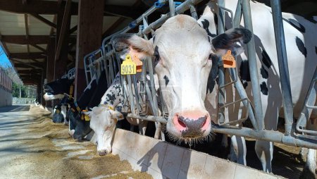 Troupeau de vaches laitières saines se nourrissant en rangée d'écuries dans une étable de parc d'engraissement dans une ferme d'élevage. tête de vache gros plan. Curieuse vache regardant vers la caméra à la ferme bovine.