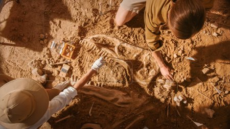 Foto de Vista de arriba hacia abajo: Dos grandes paleontólogos limpian el esqueleto de dinosaurio recién descubierto. Los arqueólogos descubren restos fósiles de nuevas especies. Sitio de excavación arqueológica. - Imagen libre de derechos