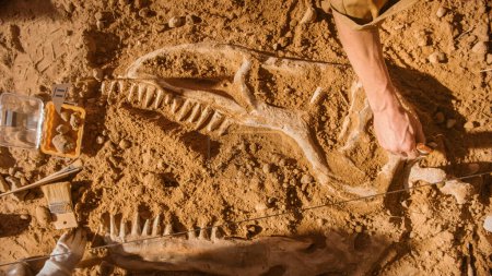 Foto de Top-Down View: Paleontologists Cleaning Tyrannosaurus Dinosaur Skeleton (en inglés). Los arqueólogos descubren restos fósiles de nuevas especies depredadoras. Sitio de excavación arqueológica. - Imagen libre de derechos