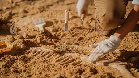 Foto de Retrato del hermoso paleontólogo limpiando el esqueleto de dinosaurio tiranosaurio con cepillos. Los arqueólogos descubren restos fósiles de nuevas especies depredadoras. Sitio de excavación arqueológica - Imagen libre de derechos