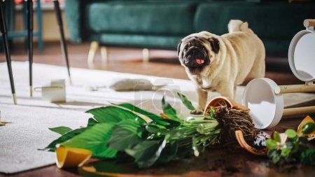 Funny Animal Moment: Pug Dog Overturns Potted Flower, eats the dirt, Makes a Mess in Whole Apartment. Adorable Cute Silly Looking Puppy Creating Chaos
