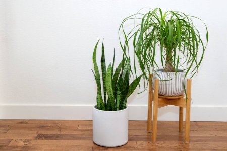 Photo for Ponytail Palm in a white ceramic pot with a yoga mat against the white wall - Royalty Free Image