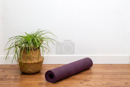 Téléchargez les photos : Palmier à queue de cheval avec tapis de yoga dans la jardinière panier contre le mur blanc - en image libre de droit