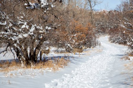 Téléchargez les photos : Cerf mulet sur le sentier de randonnée au Roxborough State Park dans le Colorado - en image libre de droit