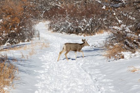 Téléchargez les photos : Cerf mulet sur le sentier de randonnée au Roxborough State Park dans le Colorado - en image libre de droit