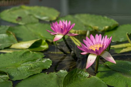 Foto de Water lily at Umijigoku in Beppu, Japan - Imagen libre de derechos