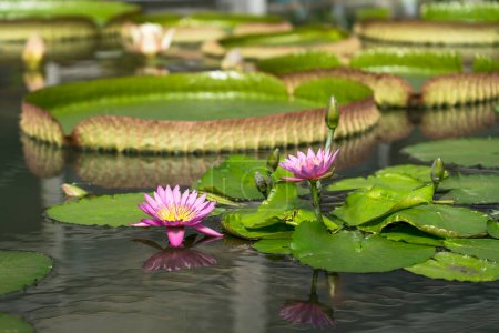Téléchargez les photos : Water lily and Victoria Amazonica at Umijigoku in Beppu, Japan - en image libre de droit