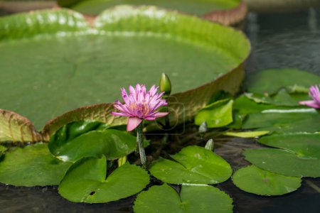 Photo for Water lily and Victoria Amazonica at Umijigoku in Beppu, Japan - Royalty Free Image