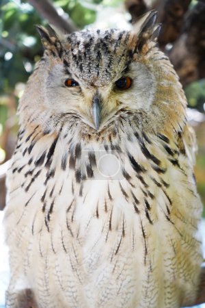 Photo for Close-up of a Western Siberian Eagle Owl sitting on the branch - Royalty Free Image