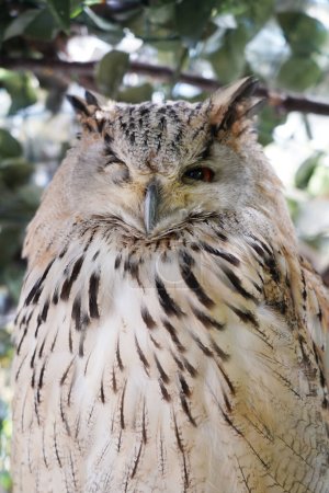 Photo for Close-up of a Western Siberian Eagle Owl sitting on the branch - Royalty Free Image