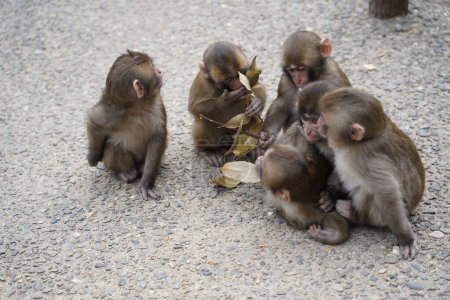 Photo for Wild Japanese monkey at Takasaki Mountain in Beppu, Japan - Royalty Free Image