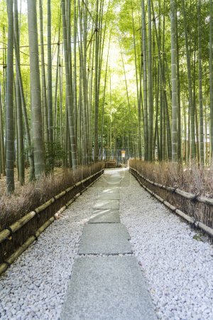 Hermoso jardín de bambú en el templo de Hokokuji