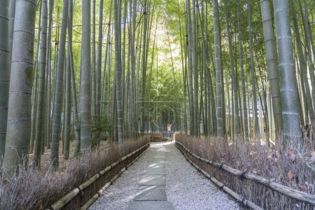 Photo for Beautiful Bamboo Garden at Hokokuji Temple - Royalty Free Image