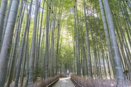 Photo for Beautiful Bamboo Garden at Hokokuji Temple - Royalty Free Image
