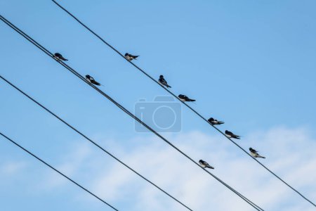 A flock of birds is perched neatly on the parallel wires of power lines, creating a simple minimal pattern with the backdrop of a serene blue sky, minimalistic calm serene backdrop wallpaper, nature