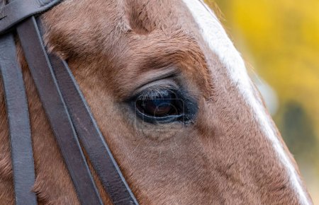 Photo for Intricate detail of a chestnut horses eye, animal eyes macro detail, extreme closeup, nobody. Animals body part details simple abstract concept, no people, tranquil serene scene, work draft horses - Royalty Free Image