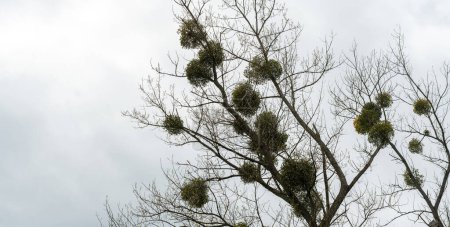 Leafless tree with multiple clumps of mistletoe in its branches set against an overcast sky, natural winter scene, nobody, no people, wide shot. Lots of mistletoe growing on a large tree, detail shot