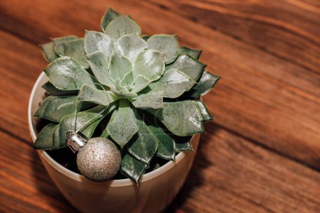 Foto de Echeveria verde suculenta en una olla con una bola de Navidad sobre una mesa de madera. - Imagen libre de derechos