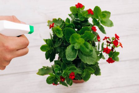 Téléchargez les photos : Pulvérisation mains pesticides, engrais sur un pot de fleurs Kalanchoe - en image libre de droit