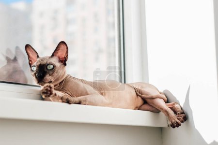 Eine haarlose Katze der kanadischen Rasse Sphynx liegt auf der Fensterbank in der Sonne