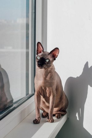 Haarlose Katze der kanadischen Rasse Sphynx sitzt auf der Fensterbank in der Sonne