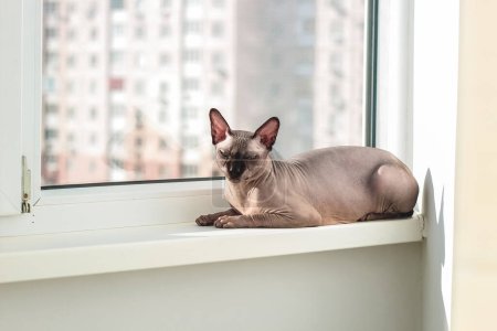 Haarlose Katze der kanadischen Rasse Sphynx sitzt auf der Fensterbank in der Sonne