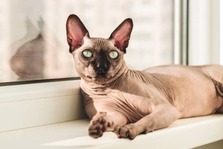 A hairless cat of the Canadian Sphynx breed lies on the windowsill in the sun