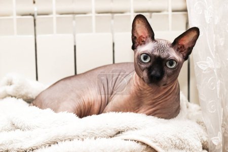 Hairless sphynx cat basks near the heating battery in the apartment