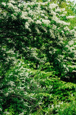 Exochorda racemosa arbusto de floración blanca en el jardín botánico