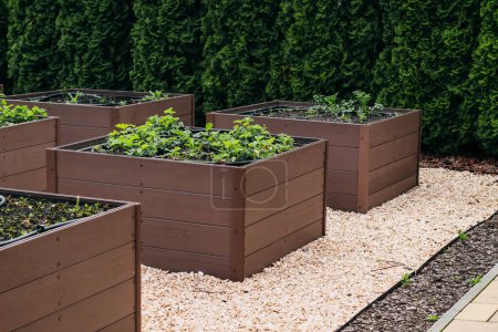 Garden beds in containers, a vegetable garden in an urban area, growing strawberries