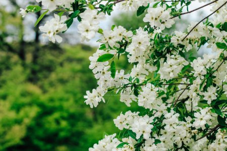 Exochorda racemosa arbusto de floración blanca en el jardín botánico