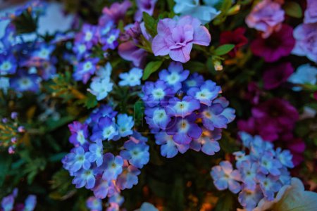 Téléchargez les photos : Fleurs colorées dans le jardin - en image libre de droit