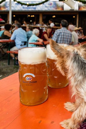 Téléchargez les photos : Petit chien avec ses pieds sur une table de bar regardant vers le haut de deux réservoirs de bière avec des têtes mousseuses avec une foule de personnes buvant en arrière-plan - en image libre de droit