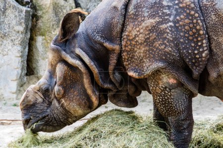Téléchargez les photos : Rhinocéros debout près d'un rocher. - en image libre de droit