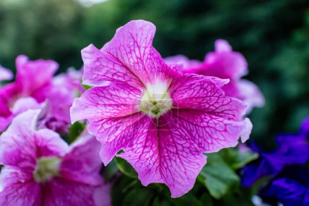 Téléchargez les photos : Gros plan d'une fleur colorée particulière - en image libre de droit
