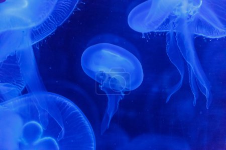 Téléchargez les photos : Jelyfishes bleu dans le réservoir d'aquarium - en image libre de droit