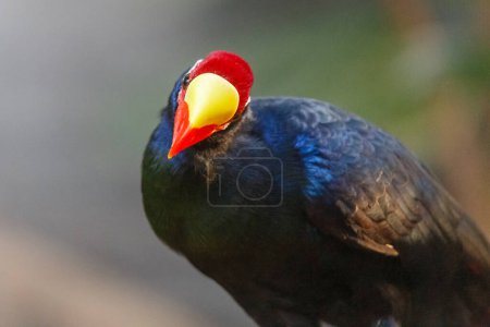 Photo for Curious colorful violet turaco with its distinctive red and yellow bill peering at the camera with its head on one side - Royalty Free Image
