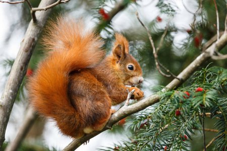 Téléchargez les photos : Écureuil roux mignon mangeant des baies alors qu'il est assis sur la branche d'un arbre en automne dans une vue latérale rapprochée - en image libre de droit
