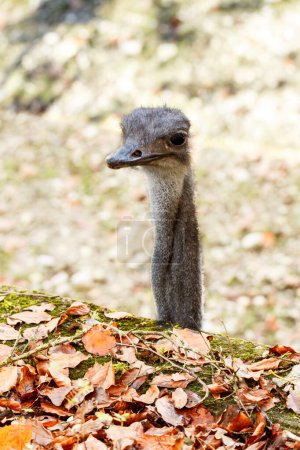 Photo for Captive ostrich looking over a wall littered with dried brown autumn leaves with just the long neck and head visible - Royalty Free Image