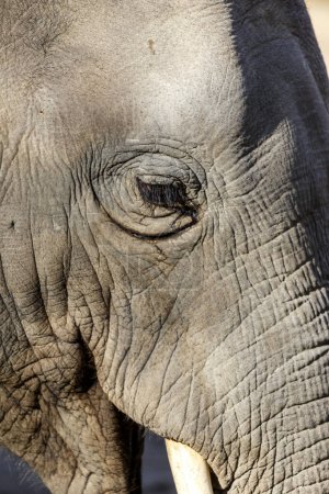 Téléchargez les photos : Éléphant d'Afrique au zoo - en image libre de droit