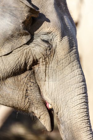 Foto de Elefante africano en el zoológico - Imagen libre de derechos
