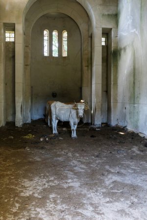 Téléchargez les photos : Vache blanche debout à l'intérieur d'un bâtiment vide avec des murs entachés de grognements voûtés et un sol sale avec espace de copie au premier plan - en image libre de droit