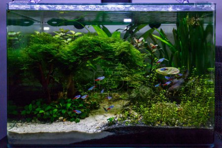 Téléchargez les photos : Aquarium tropical avec de nombreux poissons Discus colorés typiques de la rivière Rio - en image libre de droit